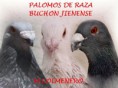 /album/palomos-de-colmenero/img-9196-4-jpg1/